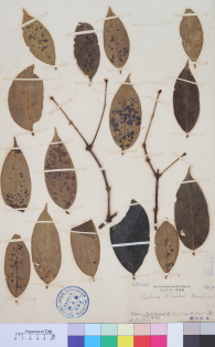 Specimen thumbnail